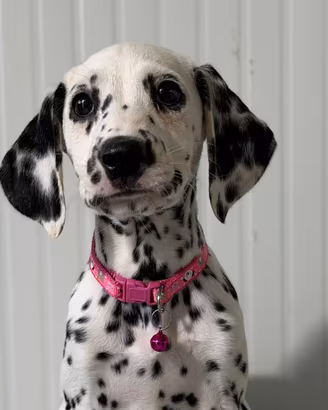 Femmina Dalmata