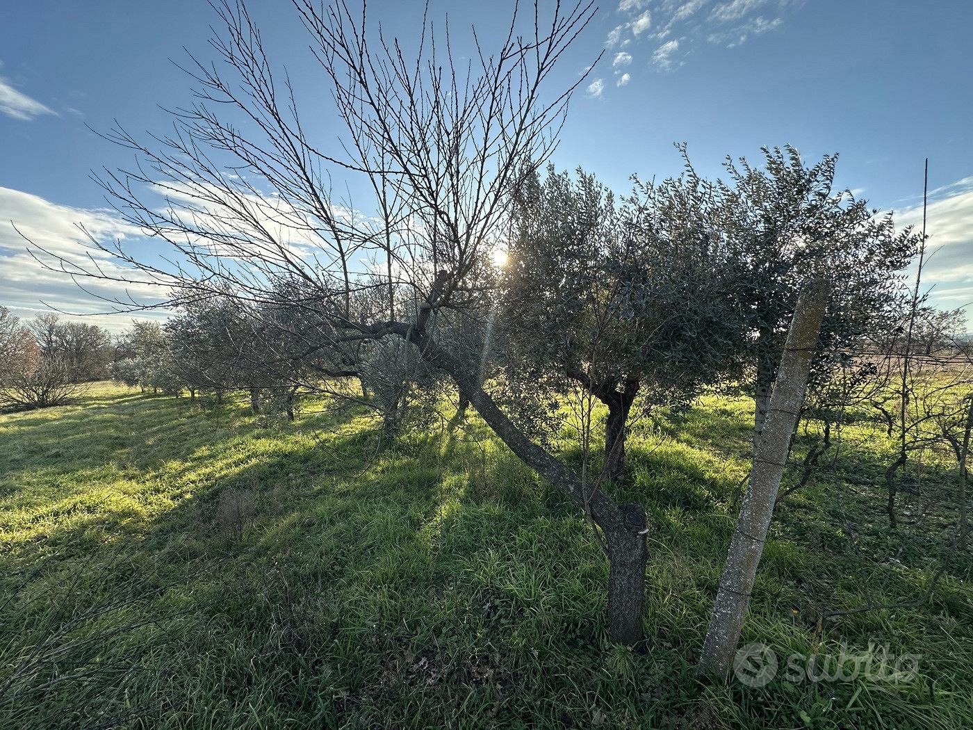 Terreno Agricolo Nepi [Cod. rif 3327488VCG] - Vista 5