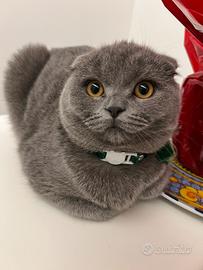 Scottish fold per cucciolata