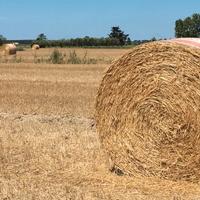 Rotoli di fieno