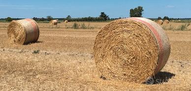 Rotoli di fieno