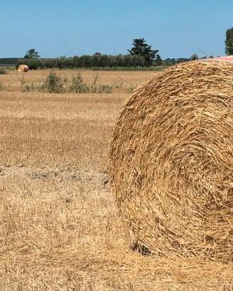 Rotoli di fieno