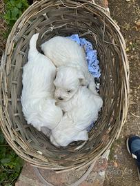 Maltesi cuccioli