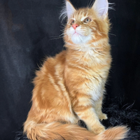 Maine Coon