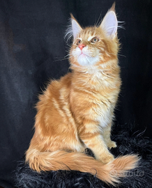 Maine Coon