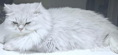 Gatto persiano bianco , blu silver shaded