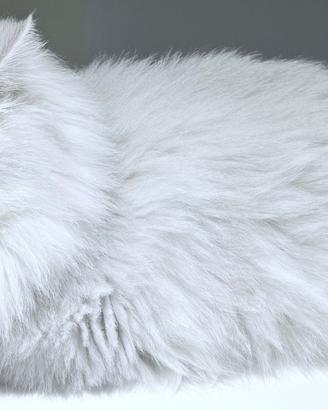 Gatto persiano bianco , blu silver shaded