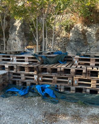 Pallet EPAL