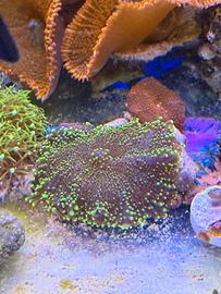 Coralli e Zebrasoma veliferum