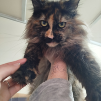Maine Coon femmina