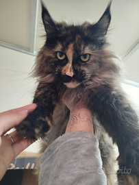 Maine Coon femmina