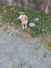 Cucciola di setter