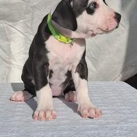 Cuccioli american Pitbull terrier