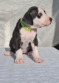 Cuccioli american Pitbull terrier