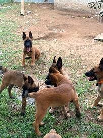 Pastore Belga Malinois