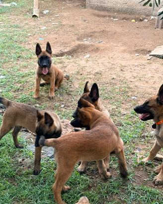 Pastore Belga Malinois