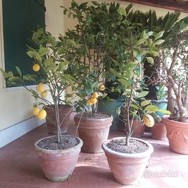 Piante di limoni