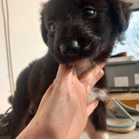 Cucciolo di 2 mesi