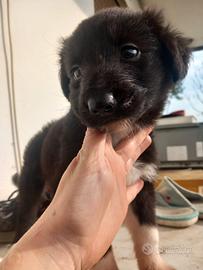 Cucciolo di 2 mesi