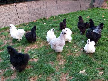 MOROSETA con barba NERA