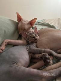 Gattini Sphynx