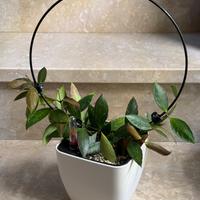 Hoya Gracilis con vaso