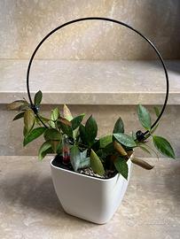 Hoya Gracilis con vaso