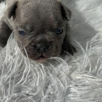 Bulldog francesi blu e merle