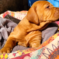 Cuccioli di bracco ungherese