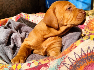 Cuccioli di bracco ungherese