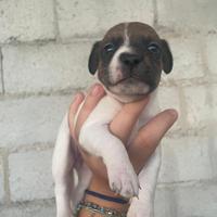 Cuccioli jack russell