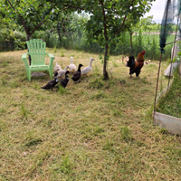 Gallini pollcini Anatre