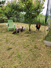 Gallini pollcini Anatre