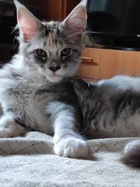 Maine coon