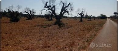 Terreno in Ruffano LE Salento