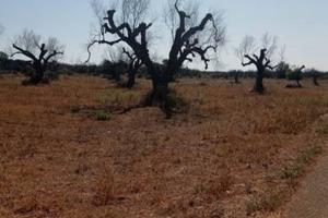 Terreno in Ruffano LE Salento