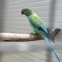 Parrocchetto dal collare