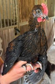 Pulcinotti Marans