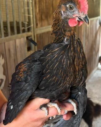 Pulcinotti Marans