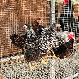 Galline wyandotte nana varie colorazione