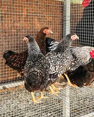 Galline wyandotte nana varie colorazione