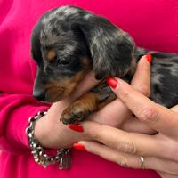 Bassottotedesco kaninchen / nano