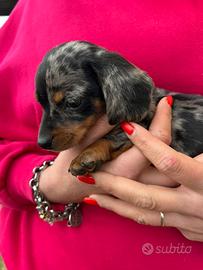 Bassottotedesco kaninchen / nano