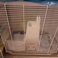 Gabbia per pappagallo