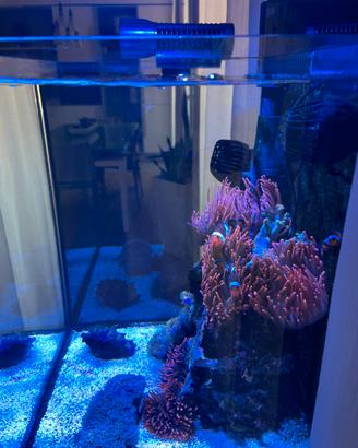 Acquario