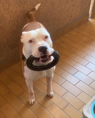 Amstaff