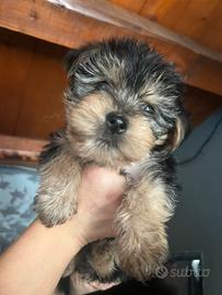 Cucciolo Yorkshire