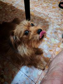  moglie