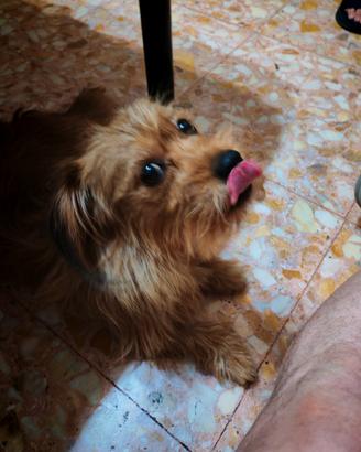  moglie