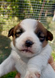 Jack Russel